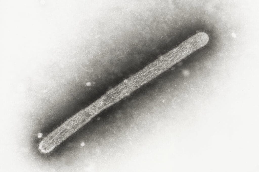 Gripe Aviar: Confirman Infección en Aves de Corral en Inglaterra