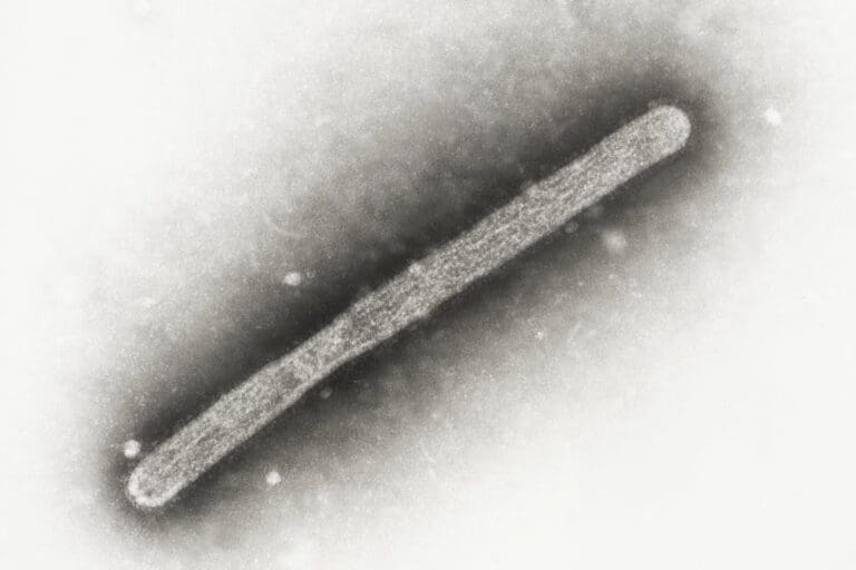 Gripe Aviar: Confirman Infección en Aves de Corral en Inglaterra