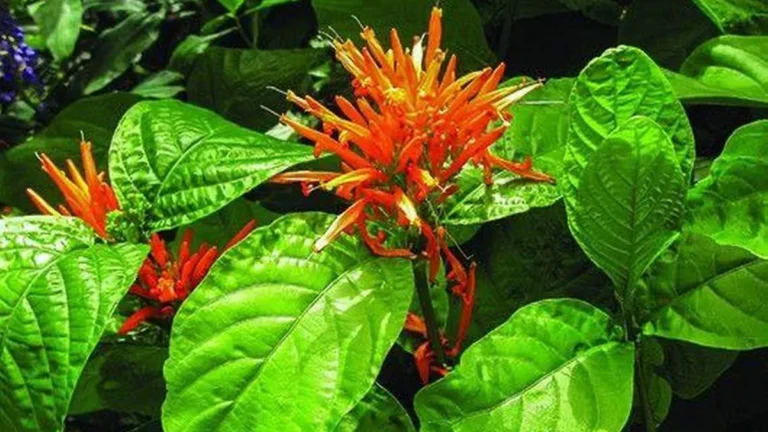 Muicle: La Planta Mexicana con Potenciales Propiedades Anticancerígenas