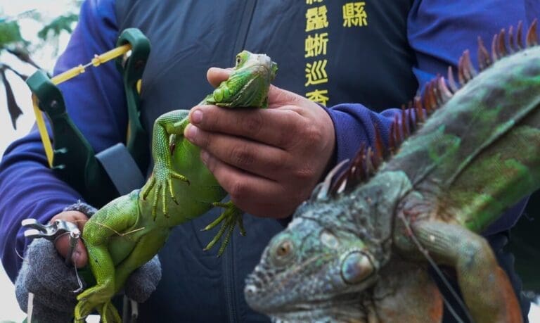 Taiwán Sacrificará 120,000 Iguanas para Proteger su Agricultura