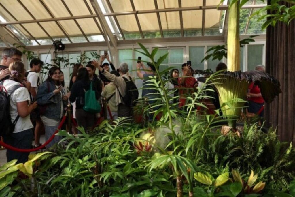 Putricia: La Flor de Cadáver que Atrae Multitudes en Sídney