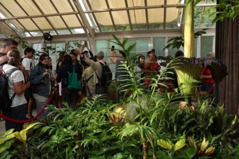 Putricia: La Flor de Cadáver que Atrae Multitudes en Sídney