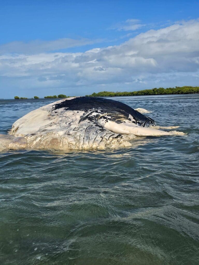 Hallan ballena jorobada muerta en aguas de Salinas