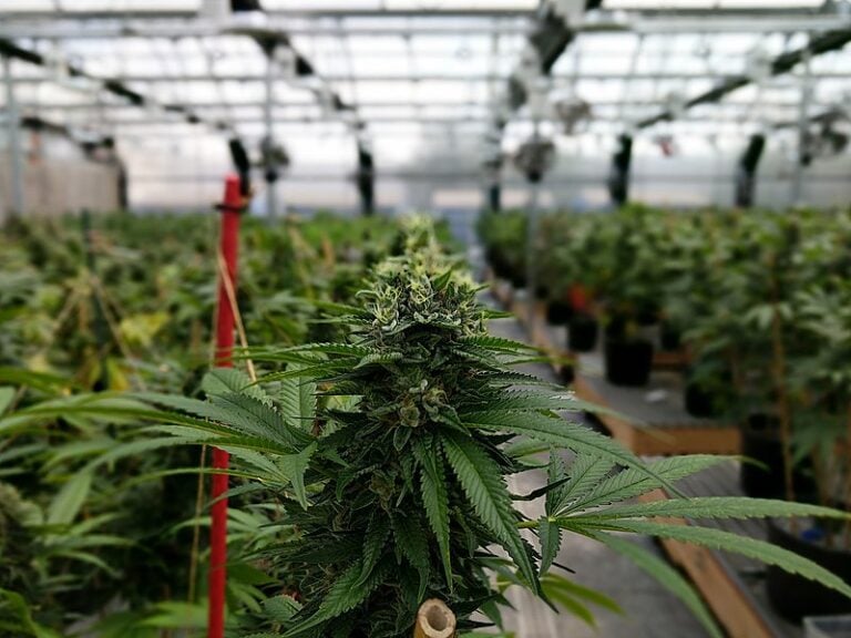 Salud levanta sanción a laboratorio de cannabis medicinal