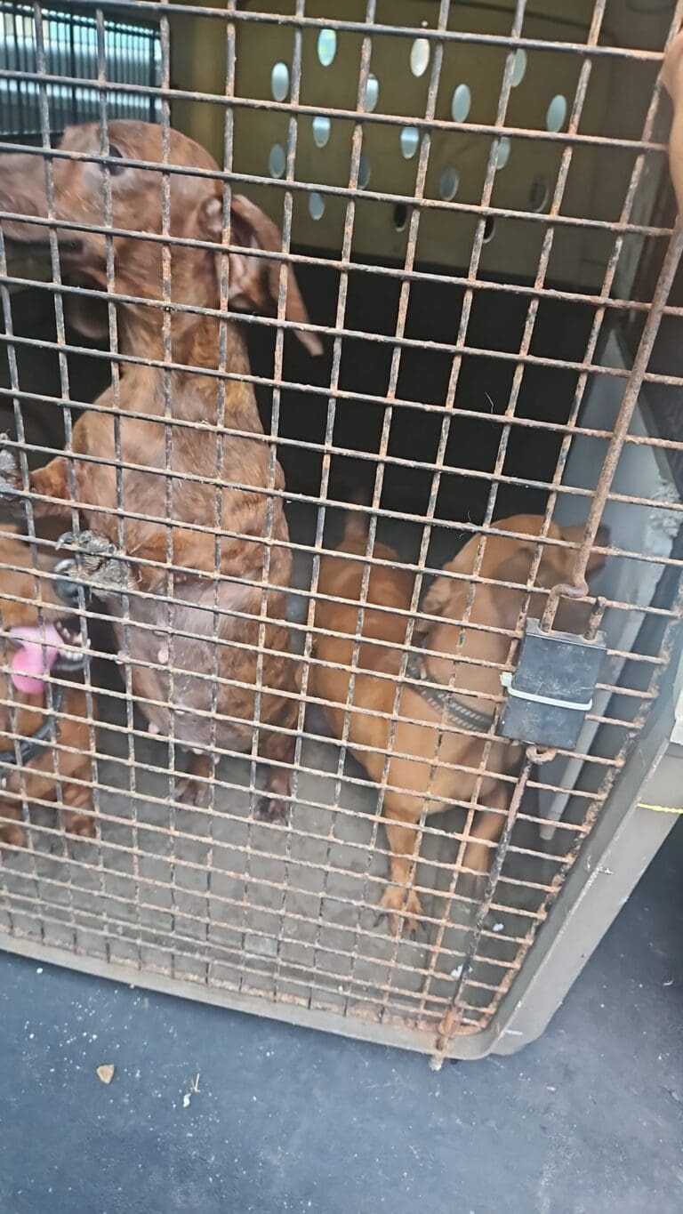 Operativo policial en San Juan, Bayamón y Caguas resulta en arrestos y rescate de animales