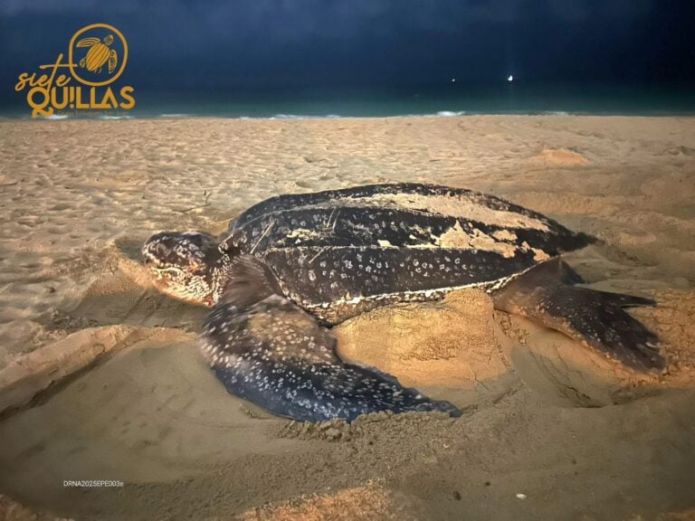 ¡Deborah regresa a casa! La tinglar más querida de San Juan deja su quinto nido
