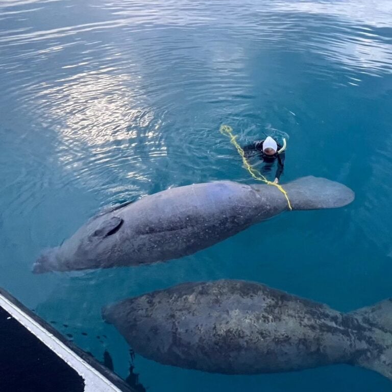 DRNA reporta la muerte de una manatí en Boquerón y una tortuga por impacto durante el fin de semana