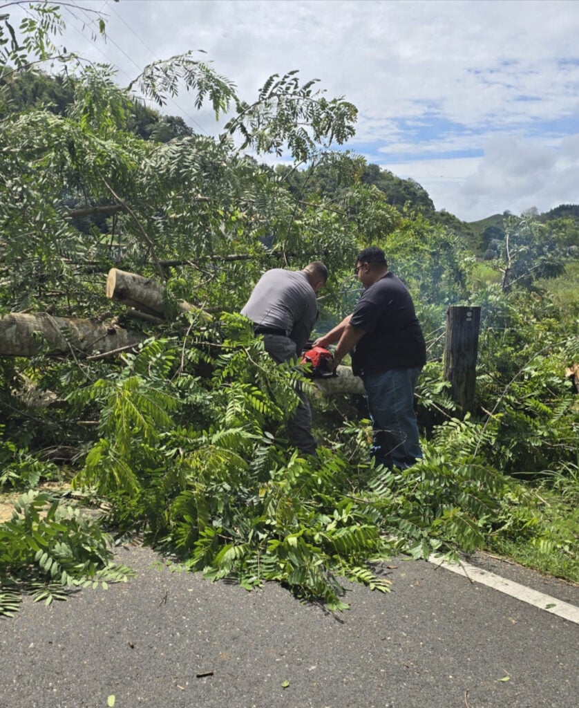 Árbol caído bloquea carretera PR-641 en Florida