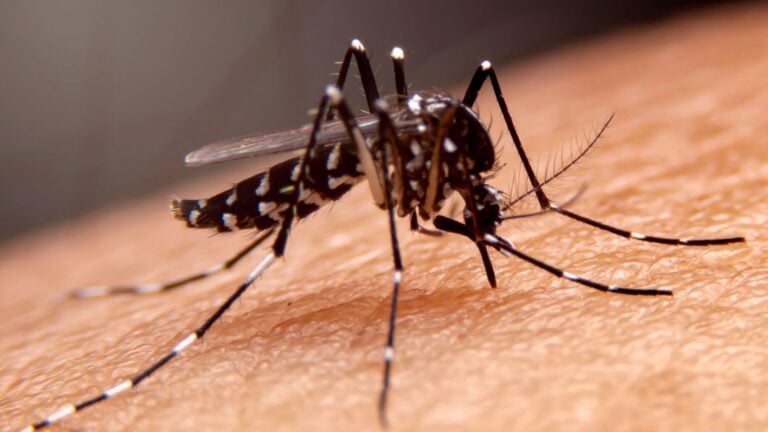 Prevención del Dengue: Actúe Antes de Las Lluvias