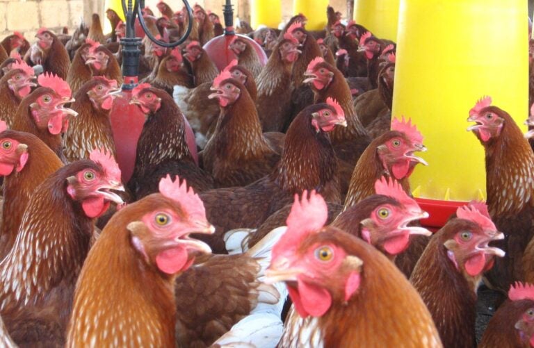 Robo de cientos de gallinas en finca avícola de Camuy