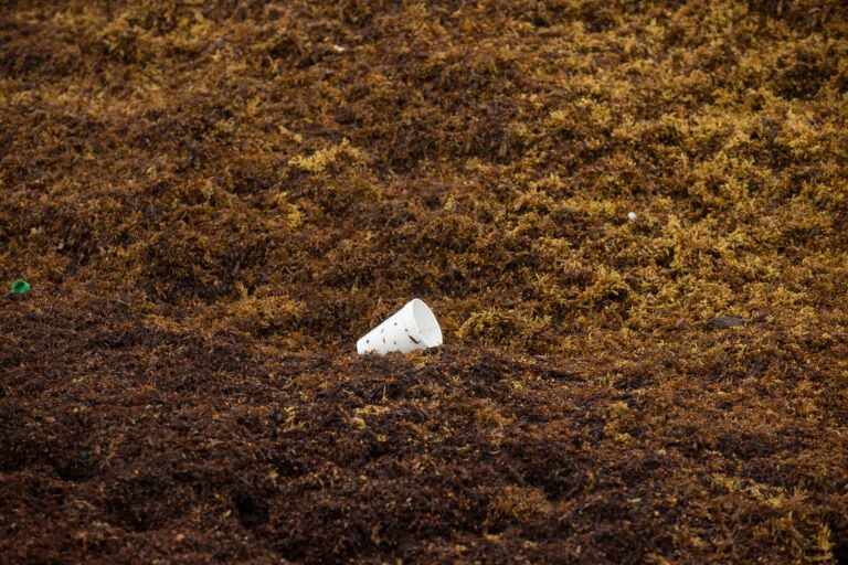 DRNA desplegará embarcación especializada para remover sargazo en playa Los Machos de Ceiba