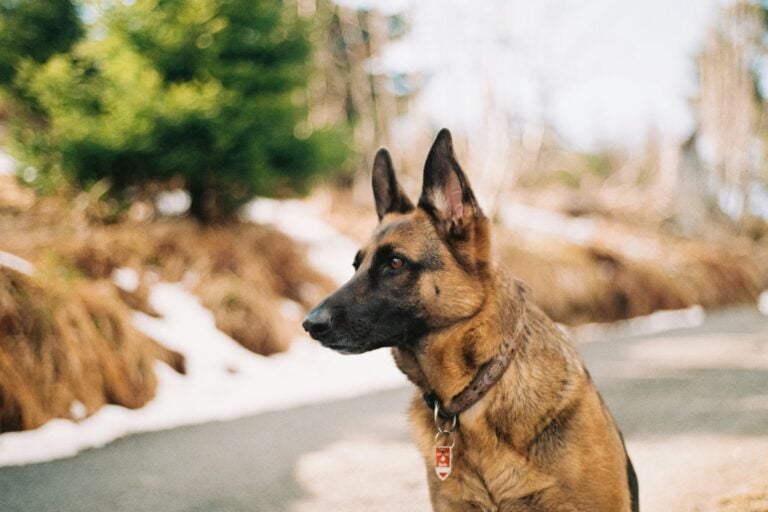 Más de 6,000 ataques de perros a empleados del USPS en 2024