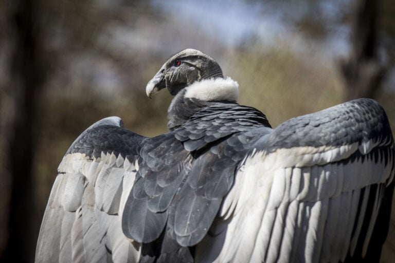 Estudio advierte que más de 500 especies de aves podrían extinguirse en los próximos 100 años por el cambio climático