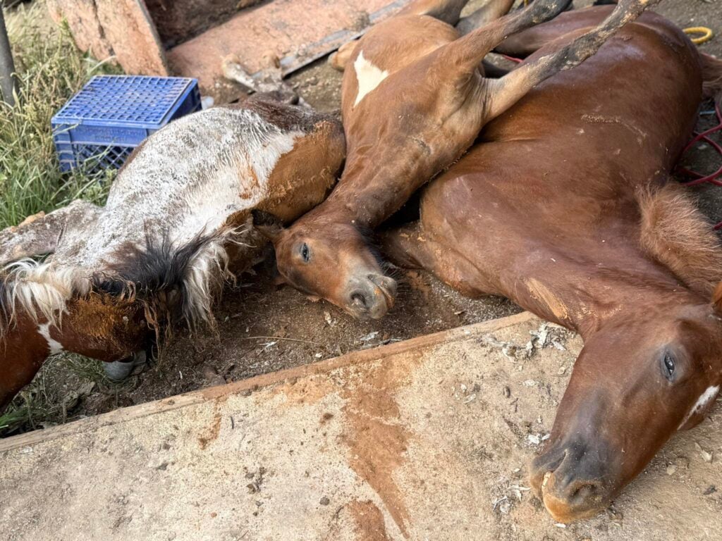 Tragedia en Utuado: Cuatro equinos mueren electrocutados tras caída de línea de LUMA Energy
