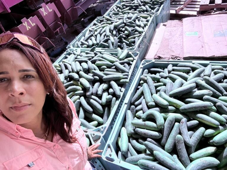 Gracias a Econo, se salvan 400 cajas de pepinillo; agricultora puertorriqueña busca vender el resto