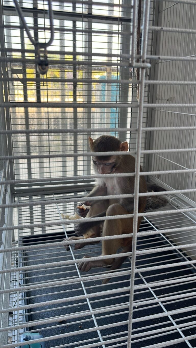Capturan mono rhesus en residencia de Canóvanas