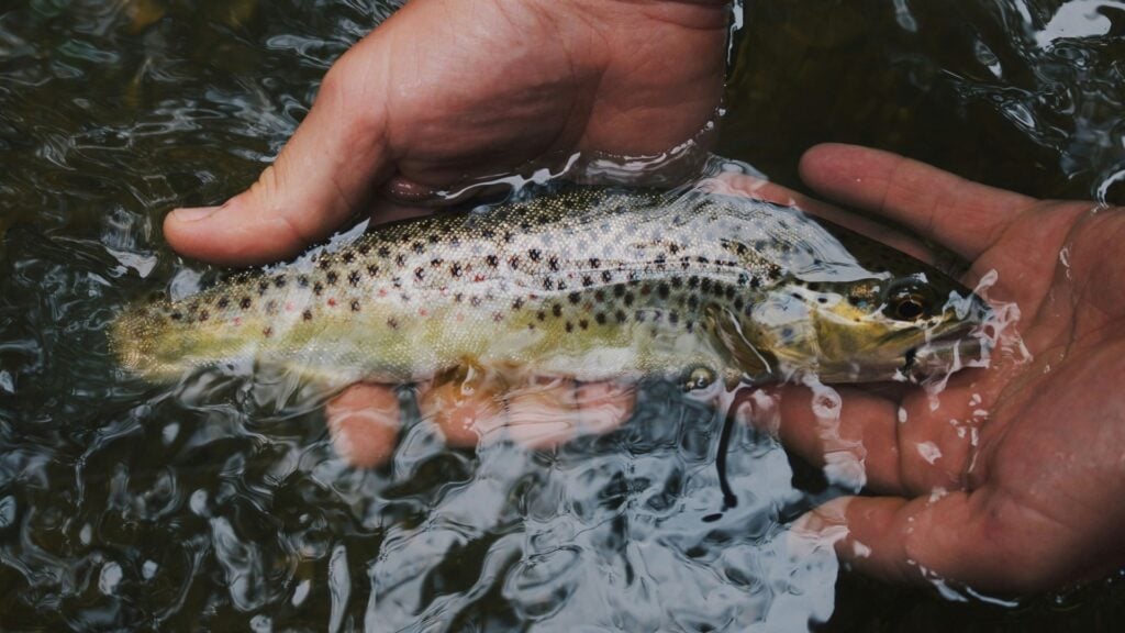 Cuerpo de Vigilantes del DRNA detectan violaciones a reglamento de pesca en embalse Carraízo