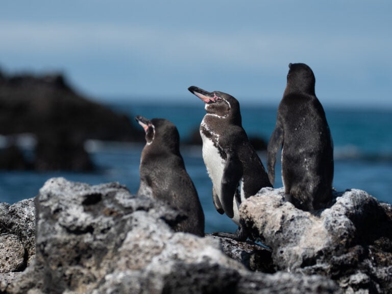 Pingüino de Galápagos: 55 años de monitoreo revelan su sorprendente resiliencia