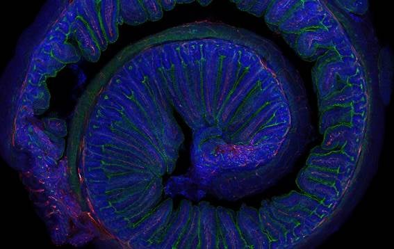 El ejercicio físico moderado mejora la microbiota intestinal y potencia la memoria, según estudio