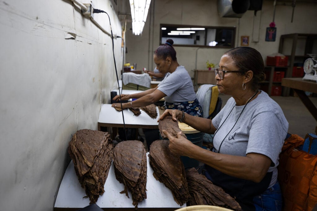 El tabaco dominicano vive su mejor momento: récord de exportaciones y reconocimiento global