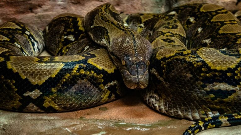 Inteligencia artificial y animatrónica: aliados en la captura de pitones en Florida