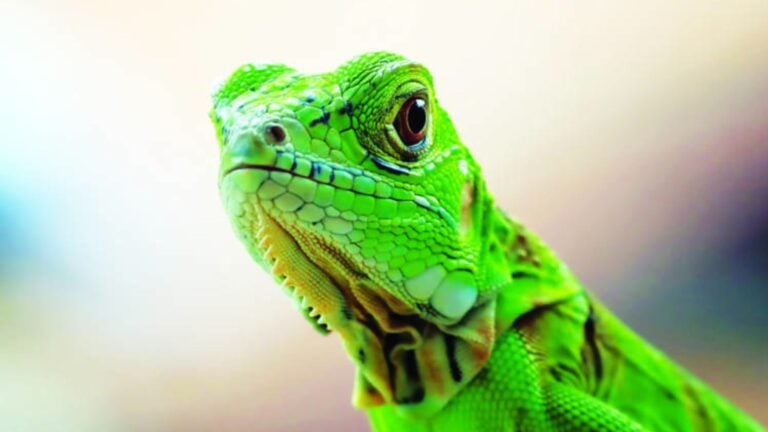 DRNA activa ofensiva contra especies invasoras con nueva ley y centro optimizado