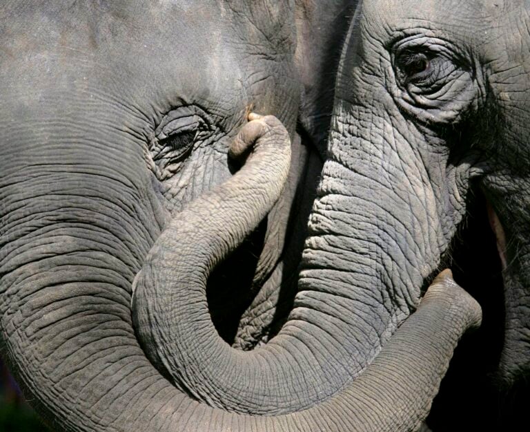 Día Mundial del Elefante: su población cae de 12 millones a 400.000 en un siglo