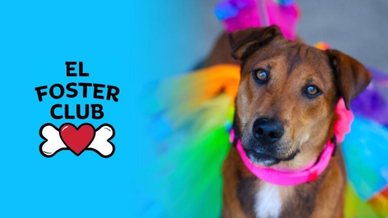 “No me quiero ir de aquí sin un perrito”: campaña para adoptar satos boricuas