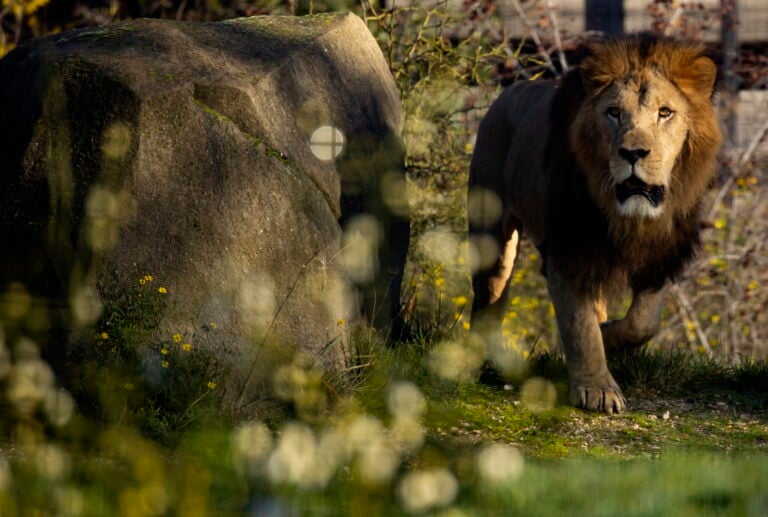 Leones matan a trabajador en zoológico de Bangkok frente a turistas