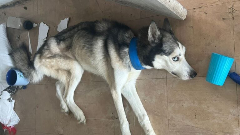 Arrestan a mujer en San Juan por abandono de un perro que fallece tras varios días de agonía