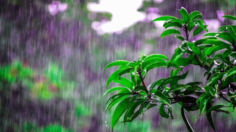 Polvo del Sahara y onda tropical traerán calor y más lluvias esta semana