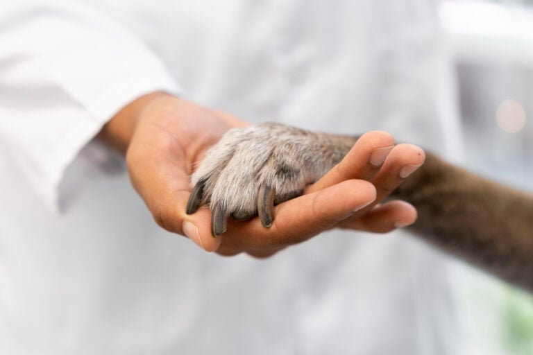 Colegio de Médicos Veterinarios ofrece grupos de apoyo para quienes han perdido a sus mascotas