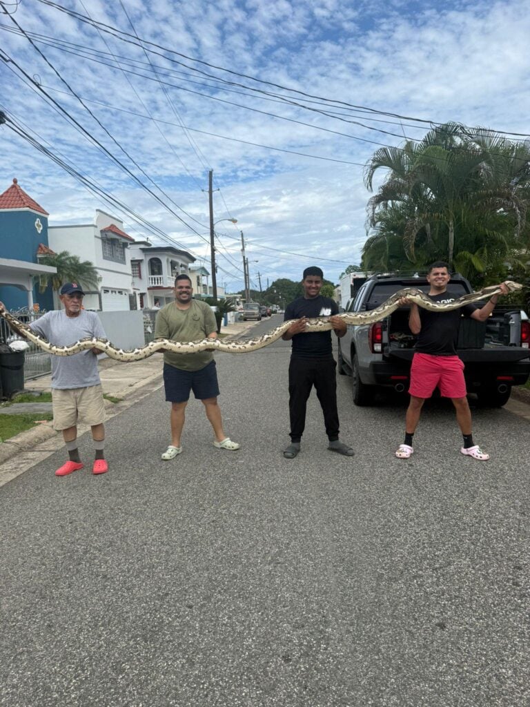 Capturan en Barceloneta una pitón reticulada de 18 pies, la más grande registrada en Puerto Rico