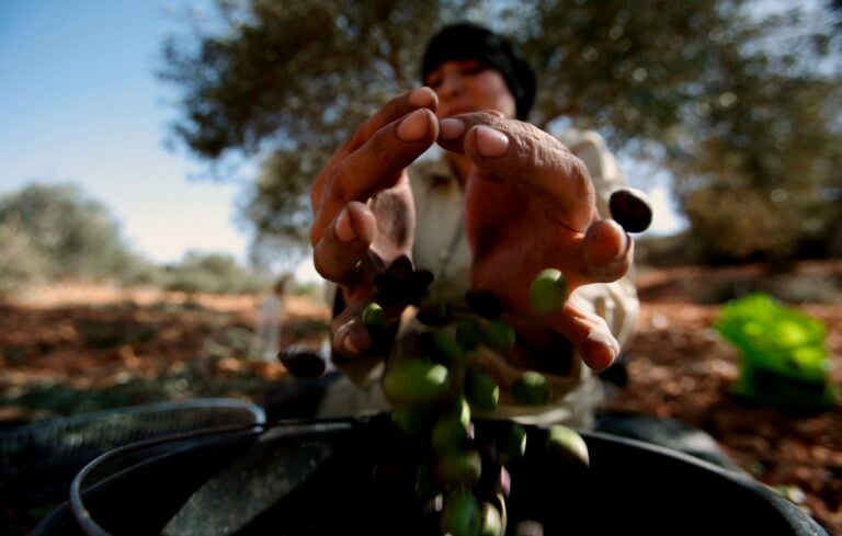 Gaza trata de recolectar sus olivos con una agricultura marcada  por ruinas, hambre y control militar