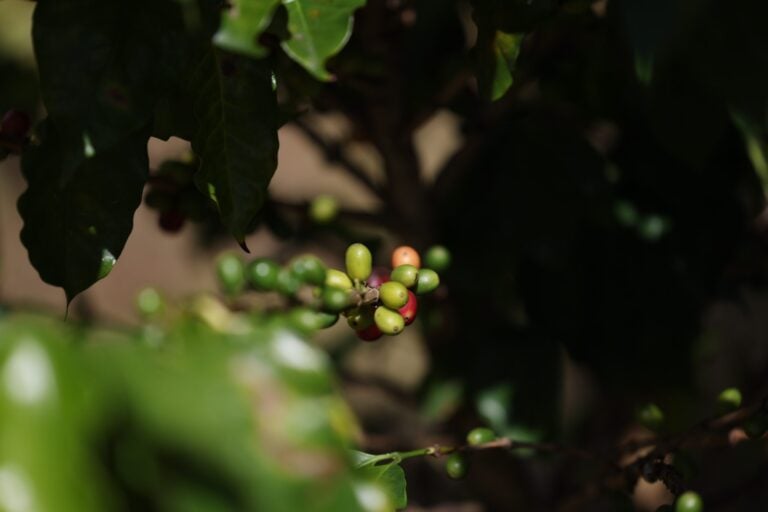 Temporada de café: Para la Naturaleza invita a recorridos y degustaciones en Ponce