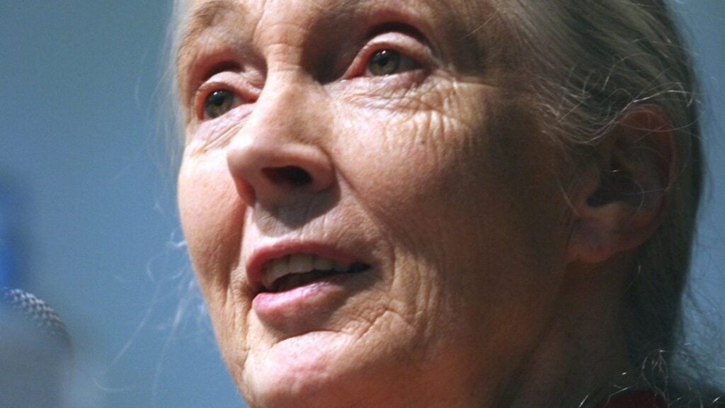 Fallece Jane Goodall, pionera en el estudio de los chimpancés, a los 91 años