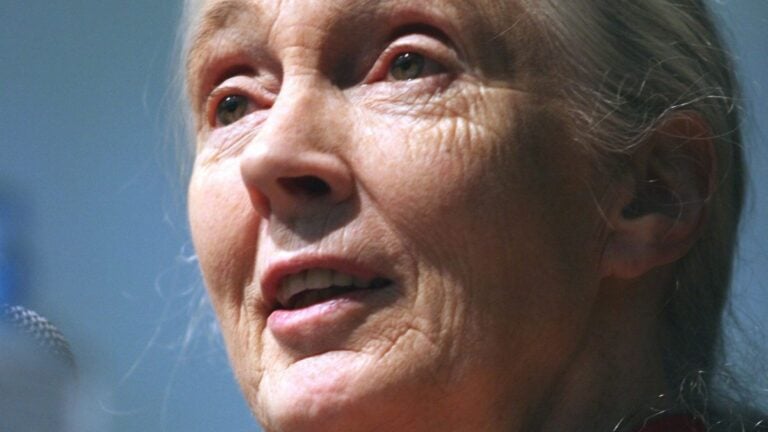 Fallece Jane Goodall, pionera en el estudio de los chimpancés, a los 91 años