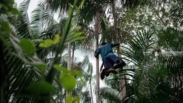 Agricultura sostenible impulsa reforestación en la Amazonía brasileña