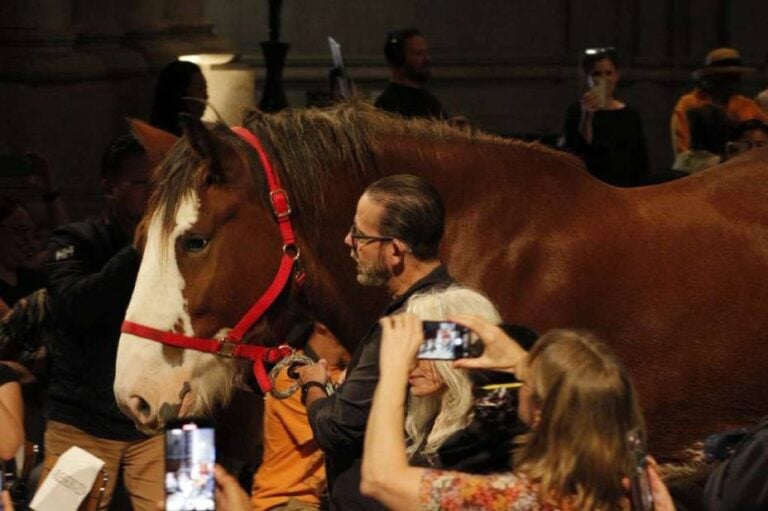De camellos a gatos: Nueva York celebra la tradicional Bendición de los Animales desde 1980