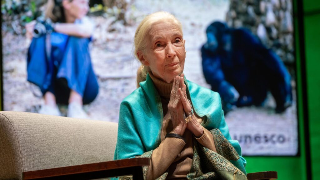 Últimas palabras de Jane Goodall llegarán a Netflix en nueva serie documental