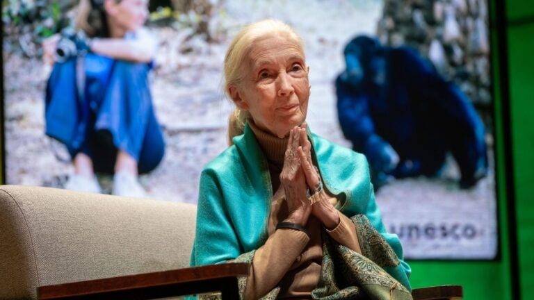 Últimas palabras de Jane Goodall llegarán a Netflix en nueva serie documental