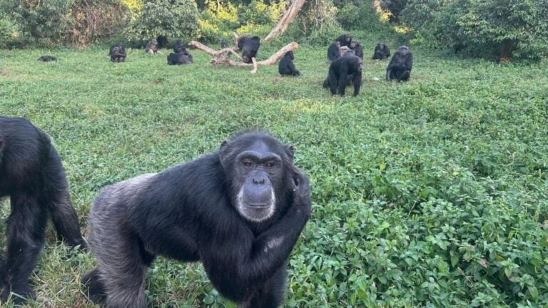 Experimento en Uganda confirma que la racionalidad no es exclusiva de los humanos