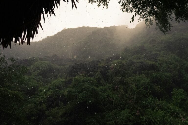 green-leafed trees mountain