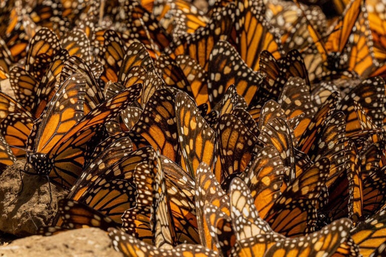 El misterioso regreso de las mariposas monarca: un viaje de 4,000 km que sigue sin explicación científica