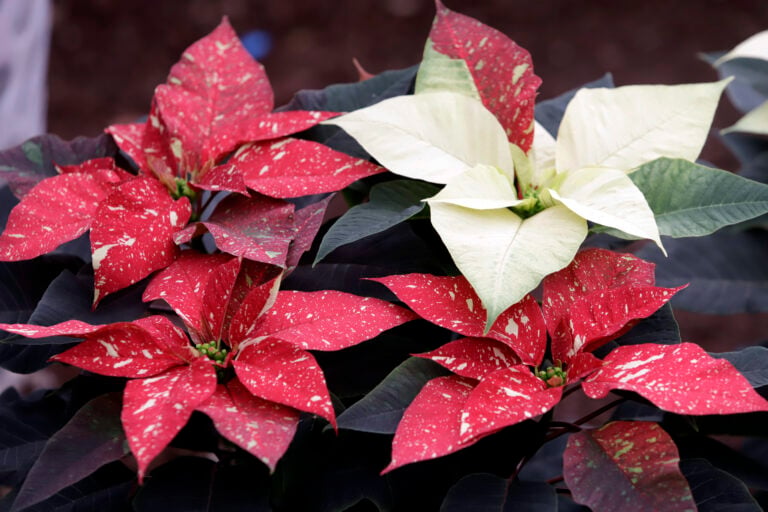 Colores vibrantes, ornamentos gigantes y estilo rústico marcan la Navidad floral