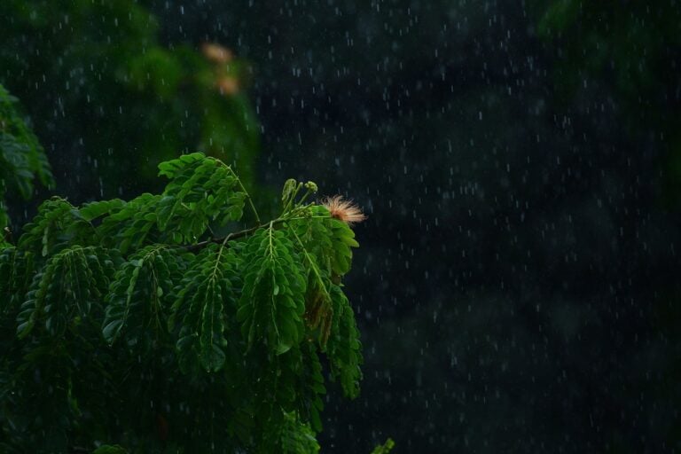green tree with water droplets