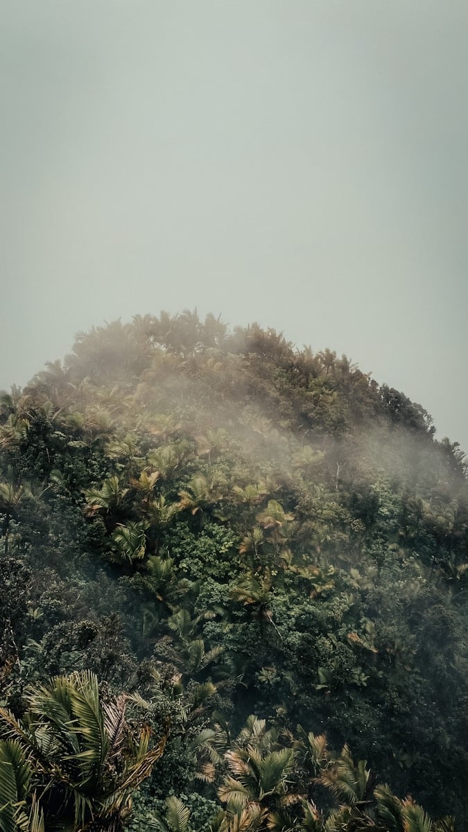 green trees covered with fog