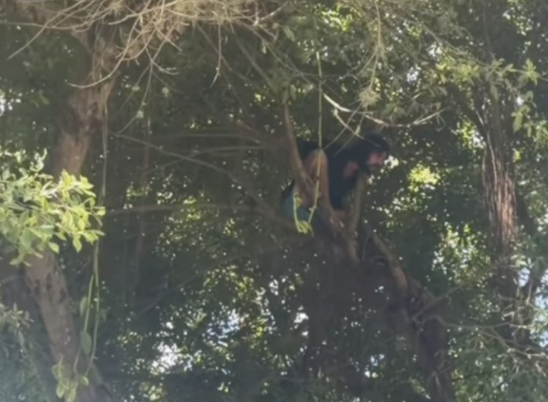 Protesta en la UPR: estudiante sube a árbol centenario y lanza consignas