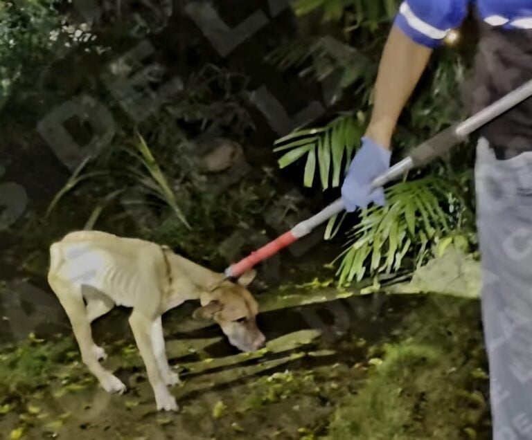 Encadenados y sin comida: rescatan 13 perros abandonados en Bayamón