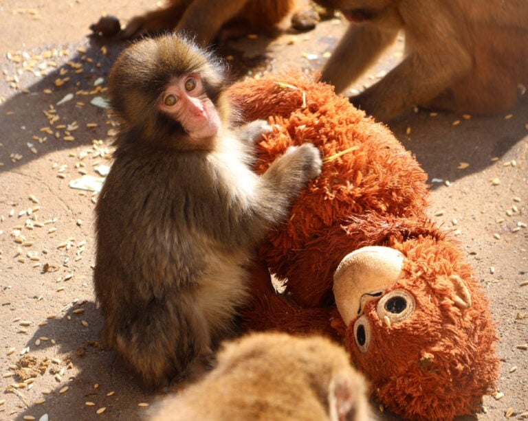PETA demanda al zoológico de Japón por bienestar del macaco Punch